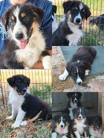 Australian shepherd pastore australiano 