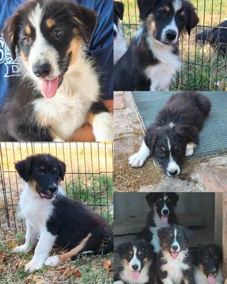 Australian shepherd pastore australiano 