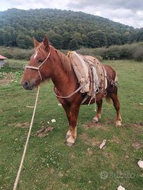 Puledra