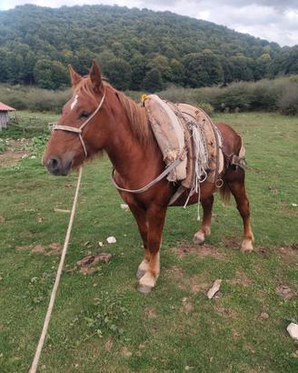 Puledra