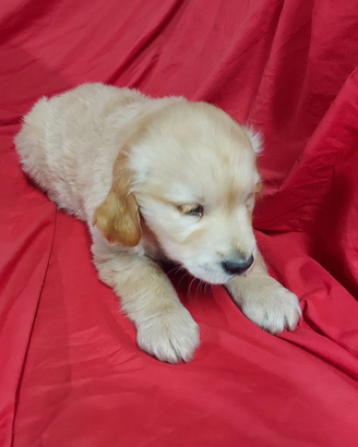 Golden retriever