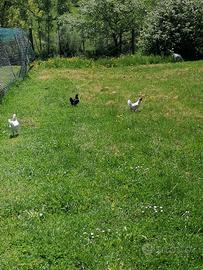 Gallinellle nane