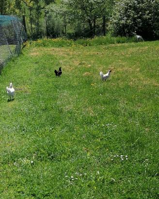 Gallinellle nane