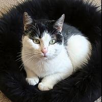 Gatto gattino maschio bianco e nero