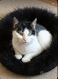 Gatto gattino maschio bianco e nero