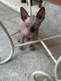 Cucciolo gatto sphynx