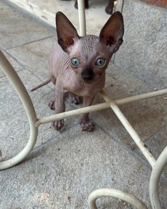 Cucciolo gatto sphynx