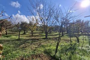 TERRENO DI 5000 Mq.CON PIANTE DI ULIVO E FRUTTO
