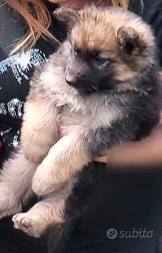 Si affidano cuccioli