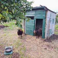 Pecora Nana d'Ouessant