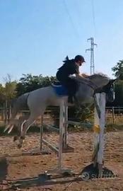 Animali cavallo