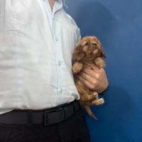 Cavalier King C. Spaniel Ruby disponibili