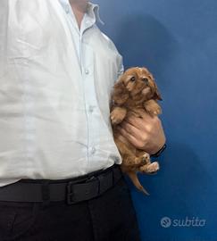 Cavalier King C. Spaniel Ruby disponibili