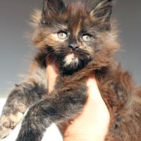 Cucciola Maine coon altissima genealogia