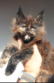 Cucciola Maine coon altissima genealogia