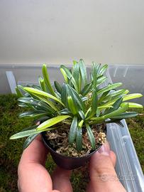 Orchidee miniatura