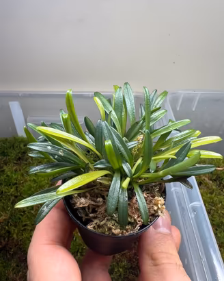 Orchidee miniatura
