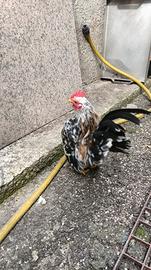 Galline serama