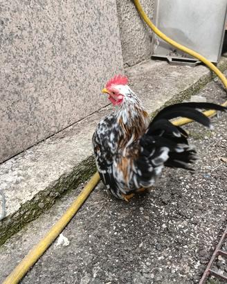 Galline serama