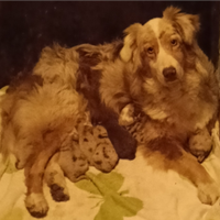 Australian Sheperd Cuccioli