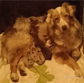Australian Sheperd Cuccioli