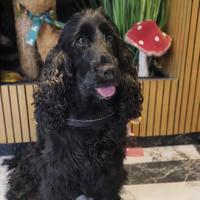 Monta per cockerina nera