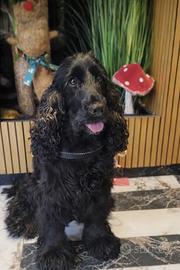 Monta per cockerina nera