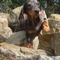 Bassotti kaninchen e nani