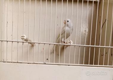 Canarino MASCHIO Bianco