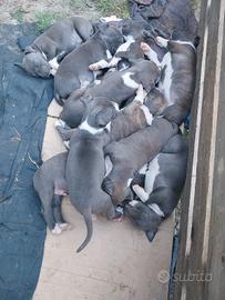 Cucioli amstaff