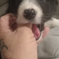 Disponibile ultima cucciola di borde colli