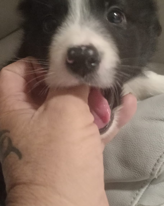 Disponibile ultima cucciola di borde colli