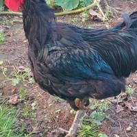Galli e Galline Jersey Giant Neri e Dark Cornish