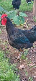 Galli e Galline Jersey Giant Neri e Dark Cornish