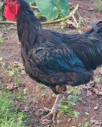 Galli e Galline Jersey Giant Neri e Dark Cornish