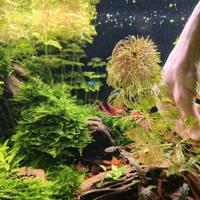  Limnophila sessiliflora 