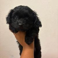 Mix barboncino toy piccolissimo