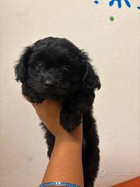 Mix barboncino toy piccolissimo