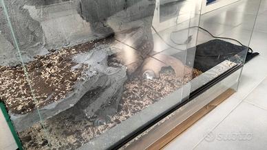 Terrario, teca per rettili, animali esotici