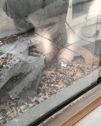 Terrario, teca per rettili, animali esotici