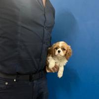 Cavalier King Charles Spaniel taglia piccola