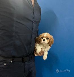 Cavalier King Charles Spaniel taglia piccola