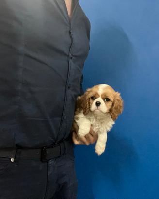 Cavalier King Charles Spaniel taglia piccola