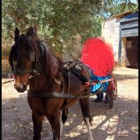 Cavallo