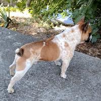 Bulldog Francese
