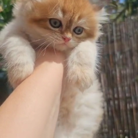 Meraviglioso cucciolo british Longhair Pedigree