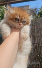 Meraviglioso cucciolo british Longhair Pedigree