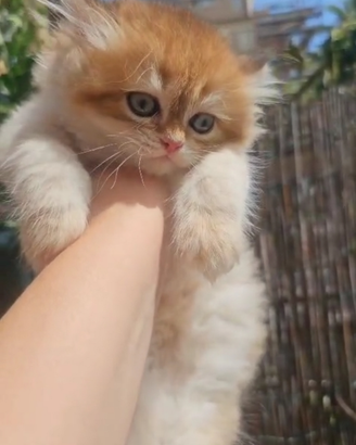 Meraviglioso cucciolo british Longhair Pedigree