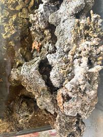 Rocce vive per acquario mari i
