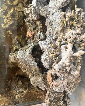 Rocce vive per acquario mari i